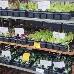 Ann Arbor Farmers Market - Ann Arbor