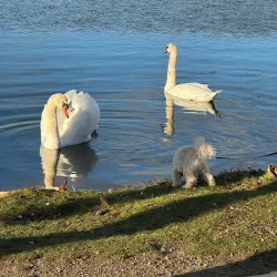 Gallup Park - Ann Arbor