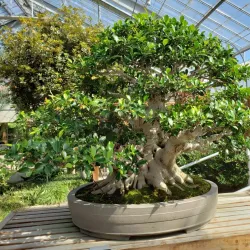 Matthaei Botanical Gardens and Nichols Arboretum - Ann Arbor