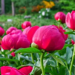 Nichols Arboretum - Ann Arbor