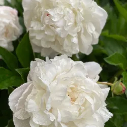 Nichols Arboretum - Ann Arbor