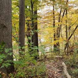 Nichols Arboretum - Ann Arbor