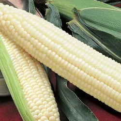 Battle Creek Farmers Market - Battle Creek