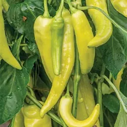 Battle Creek Farmers Market - Battle Creek