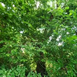 Battle Creek Linear Park - Battle Creek