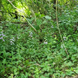 Battle Creek Linear Park - Battle Creek