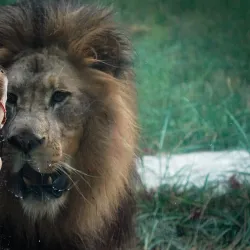 Binder Park Zoo - Battle Creek