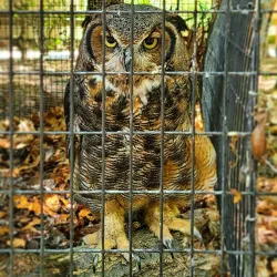 Binder Park Zoo - Battle Creek