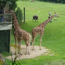 Binder Park Zoo - Battle Creek