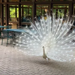 Binder Park Zoo - Battle Creek