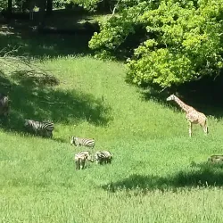 Binder Park Zoo - Battle Creek