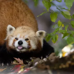 Binder Park Zoo - Battle Creek