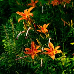 Fred Meijer Berry Junction Trailhead - Big Rapids