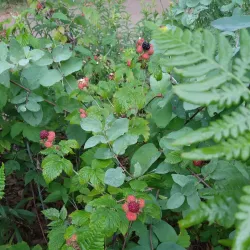 Fred Meijer Berry Junction Trailhead - Big Rapids