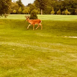 Glen Oaks Golf Course - Brighton