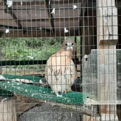 Howell Nature Center - Brighton