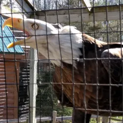 Howell Nature Center - Brighton