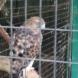 Howell Nature Center - Brighton