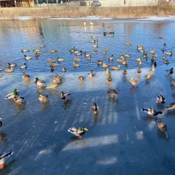 Mill Pond Park - Brighton