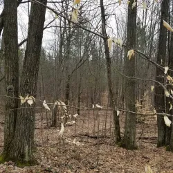 Cadillac Pathway - Cadillac