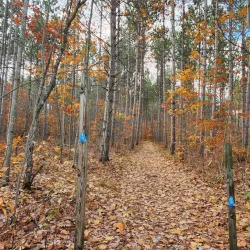 Cadillac Pathway - Cadillac