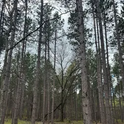 Cadillac Pathway - Cadillac