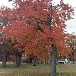 Lake Mitchell - Cadillac