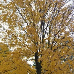 Lake Mitchell - Cadillac