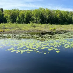 Mitchell State Park - Cadillac