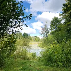 Mitchell State Park - Cadillac