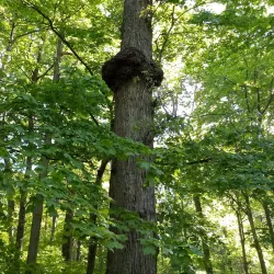 Pine Ridge Park - Charlotte