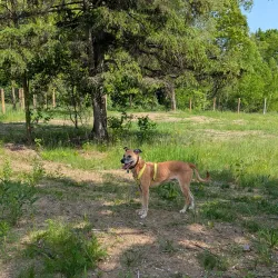 Commerce Township Dog Park - Commerce