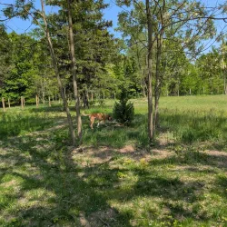 Commerce Township Dog Park - Commerce