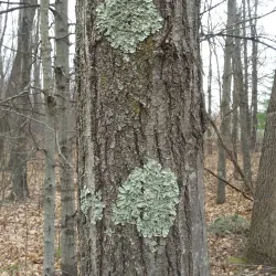 Duck Lake Park - Commerce