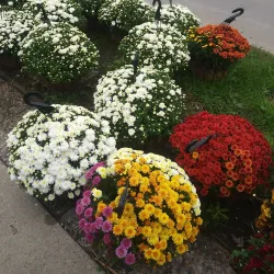 Dearborn Farmers Market - Dearborn