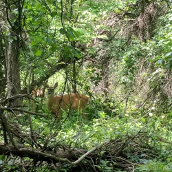 Lakeshore Park - Eastpointe