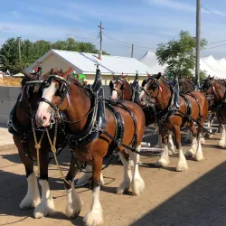 Macomb County Fairgrounds - Eastpointe