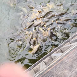 Stepping Stone Falls - Flint