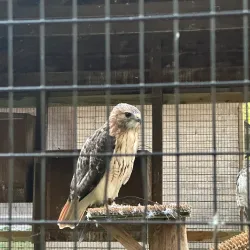 Harris Nature Center - Fowlerville