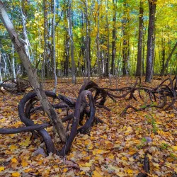 Harris Nature Center - Fowlerville