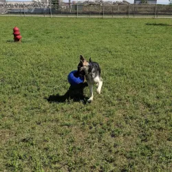 Hazel Park Dog Park - Hazel Park