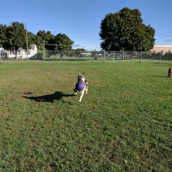 Hazel Park Dog Park - Hazel Park