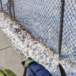 Hazel Park Dog Park - Hazel Park