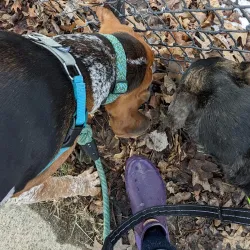 Hazel Park Dog Park - Hazel Park