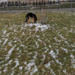 Hazel Park Dog Park - Hazel Park