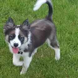 Hazel Park Dog Park - Hazel Park