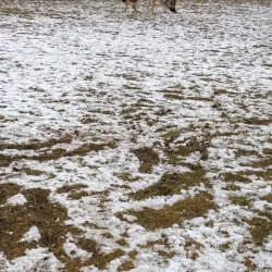 Hazel Park Dog Park - Hazel Park