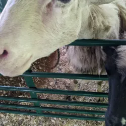 Hazel Park Memorial Park - Hazel Park