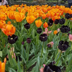 Nelson Park - Holland