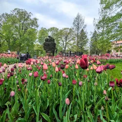Nelson Park - Holland